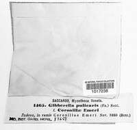 Fusarium roseum image